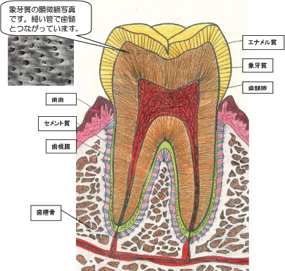 歯の内側の図